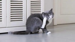Cat mites: everything you need to know